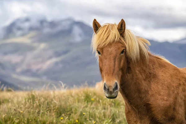 自然の風景の中のアイスランドの馬 アイスランド — ストック写真