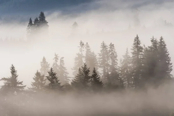 Fog Forest Jewell Meadows Wildlife Area Jewell Oregon United States — Stock Photo, Image