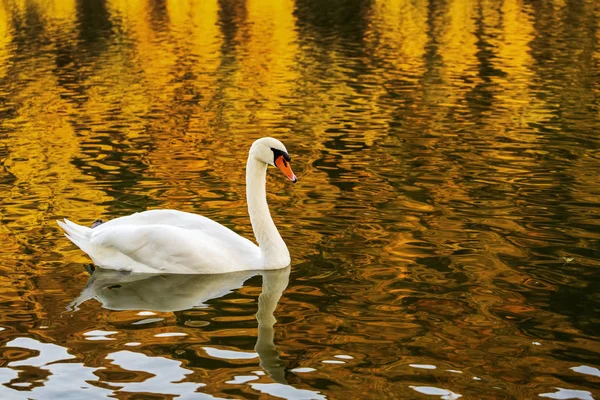 Een Witte Zwaan Een Rivier Met Een Kleurrijke Gouden Reflectie — Stockfoto