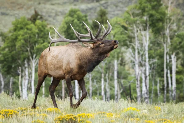 Malebná Střela Bull Elk Přírodním Prostředí — Stock fotografie