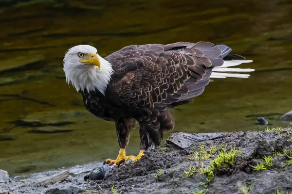 American Bald Eagle Állt Parton Víz Szélén — Stock Fotó