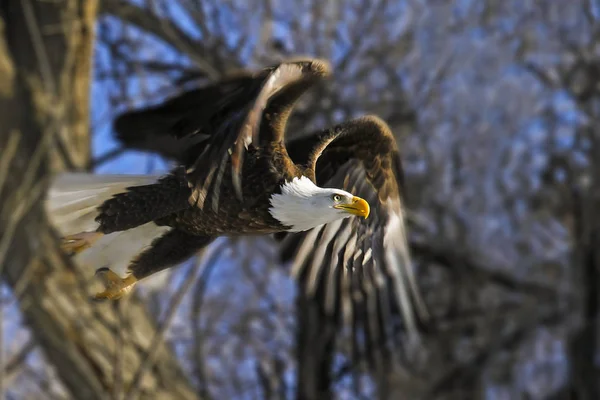 Αμερικάνος Φαλακρός Αετός Παίρνει Την Πτήση Από Ένα Δέντρο — Φωτογραφία Αρχείου