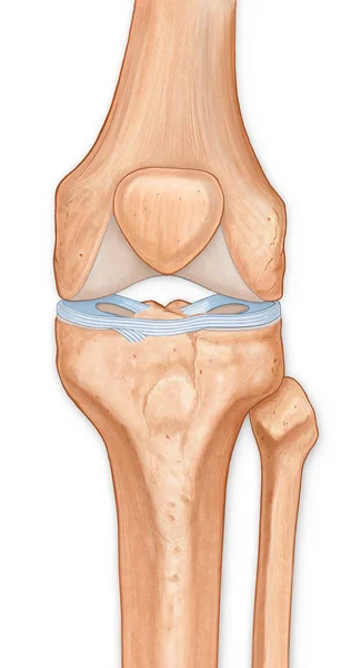 前膝关节 关节表面半月板的说明 — 图库照片
