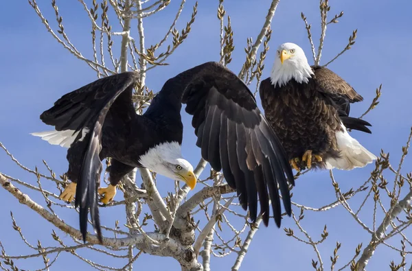 Američtí Eagles Seděli Stromu Proti Modrému Nebi — Stock fotografie