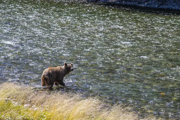 Grizzli Long Rive Rivière Taku Atlin Colombie Britannique Canada — Photo