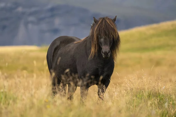 Icelandic Horse Natural Landscape Iceland — Stock Photo, Image