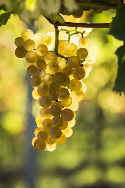 Close Cachos Uvas Brancas Penduradas Vinha Retroiluminadas Pela Luz Solar — Fotografia de Stock