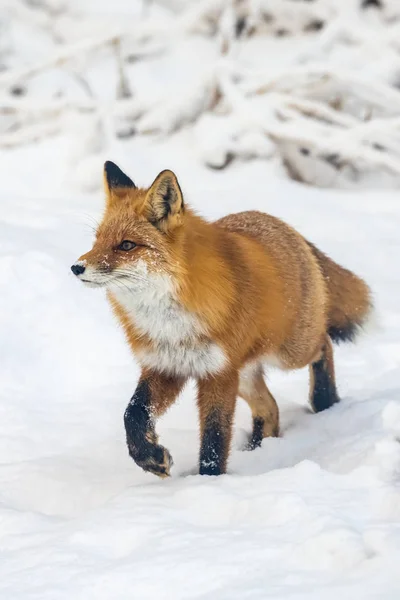 Niedlicher Rotfuchs Wilder Natur — Stockfoto