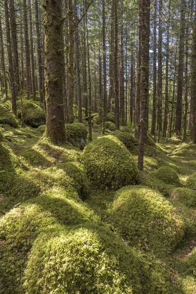 Old Growth Forest Sitka Spruce Picea Sitchensis Hemlock Tsuga Tongass — Stock Photo, Image