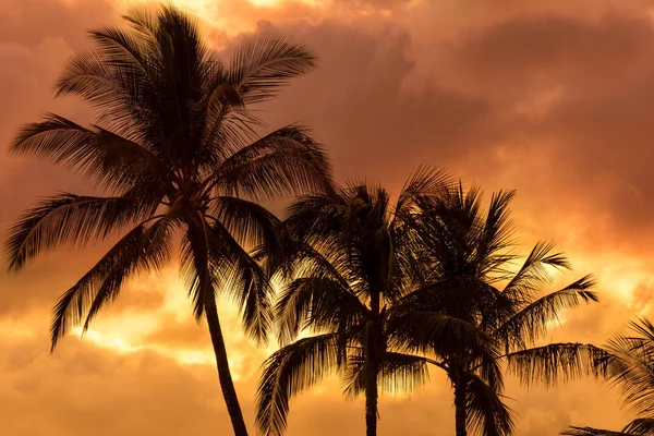 Palm Trees Silhouetted Orange Sky Wailea Maui Hawaii United States — Stock Photo, Image