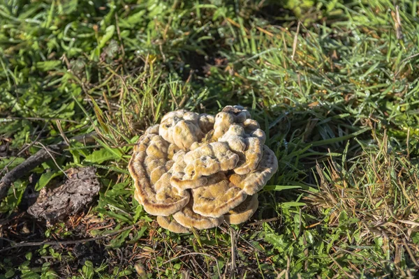 Excelente Espécime Dyers Mazegill Dyers Polypore Mais Conhecido Como Velvet — Fotografia de Stock