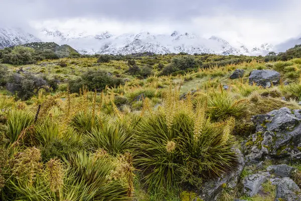 Montañas Nevadas Vegetación Primaveral Largo Del Sendero Hooker Valley Track —  Fotos de Stock