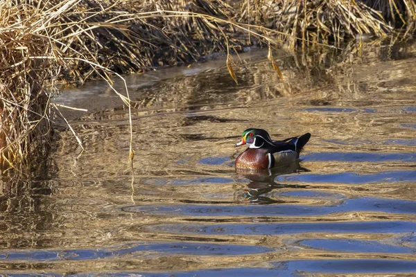 Hombre Pato Madera Agua Vida Silvestre — Foto de Stock