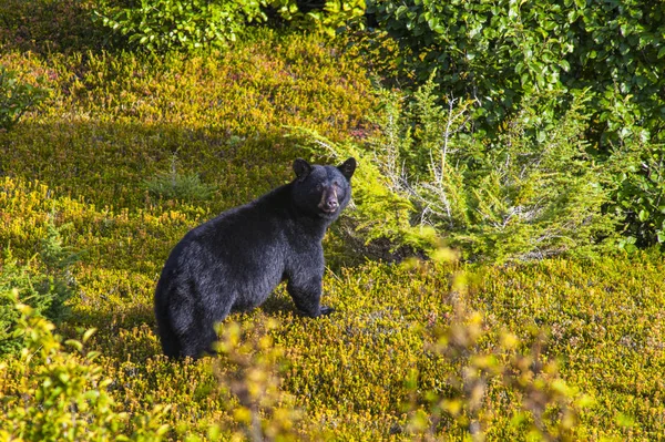一只黑熊在镜头前看着野生动物 — 图库照片