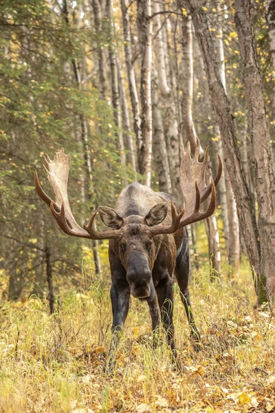 Schilderachtig Uitzicht Big Bull Moose Grass Forest — Stockfoto