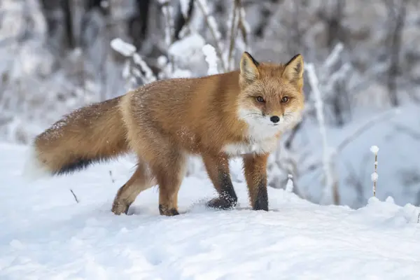 Bonito Raposa Vermelha Inverno Neve — Fotografia de Stock