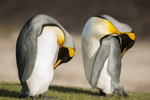 Zwei Königspinguine Aptenodytes Patagonicus Schlafen Der Hals Insel Saunders Falklandinseln — Stockfoto