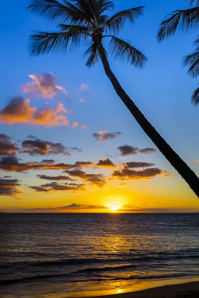 Pôr Sol Através Palmeiras Silhuetas Wailea Maui Hawaii Estados Unidos — Fotografia de Stock
