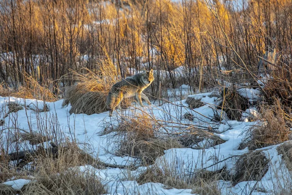 通过阿拉斯加州安克雷奇波特沼泽寻找食物的土狼 Canis Latrans 美利坚合众国阿拉斯加州安克雷奇 — 图库照片
