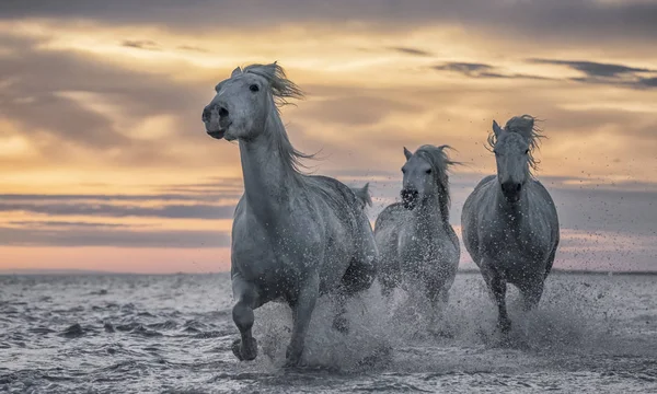 White Horses Camargue Running Out Water Camargue France — Stock Photo, Image