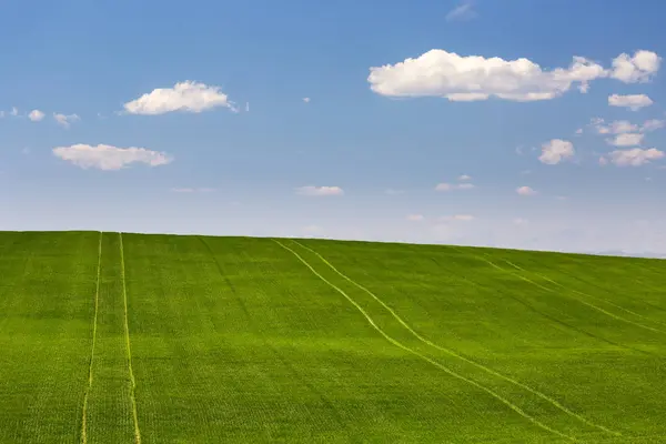 Rolling Green Grain Field Blue Sky Clouds North Calgary Alberta — Stok fotoğraf