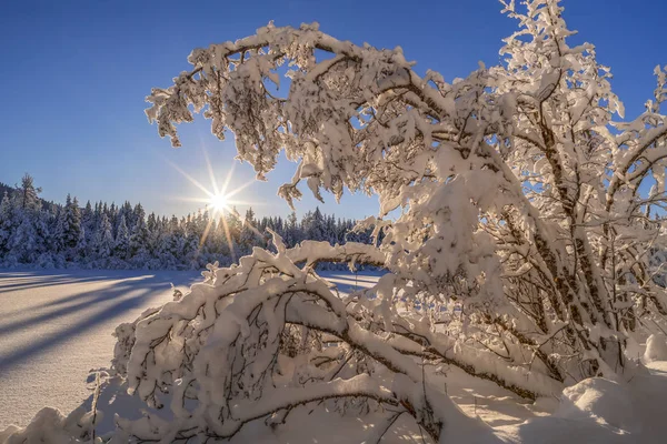 Schneebedeckte Erlen Einem Winternachmittag Erholungsgebiet Mendenhall Juneau Alaska Vereinigte Staaten — Stockfoto