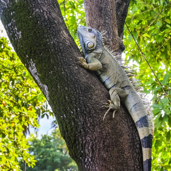 Iguana Memanjat Pohon Sebuah Peternakan Iguana Pelabuhan Prancis Roatan Departemen — Stok Foto