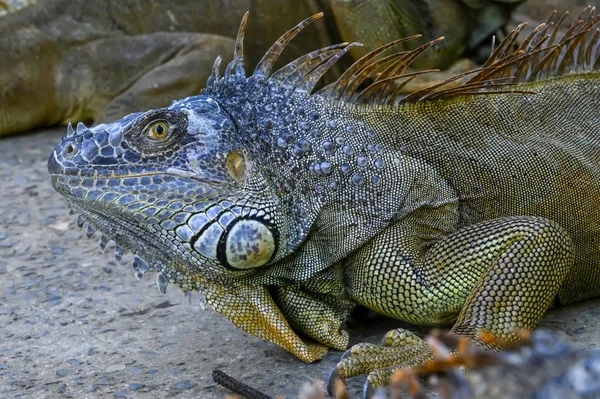 Iguanas Iguana Farm French Harbour Roatan Bay Islands Department Honduras — Stock Photo, Image