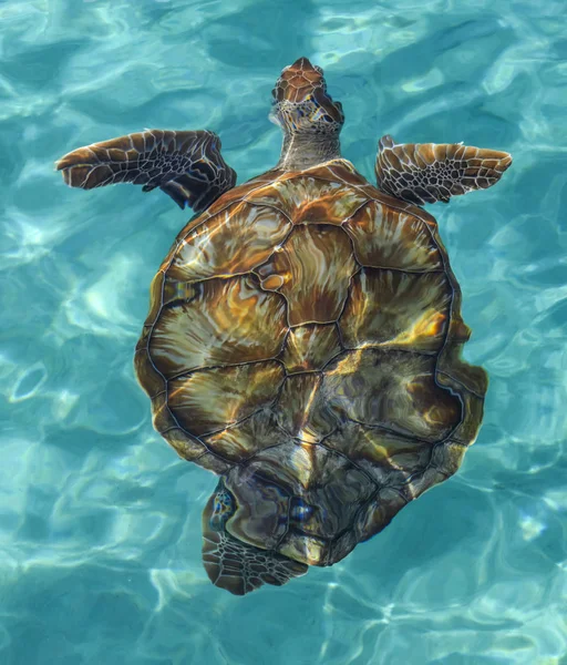 海龟在加勒比清澈碧绿的水里游着 — 图库照片
