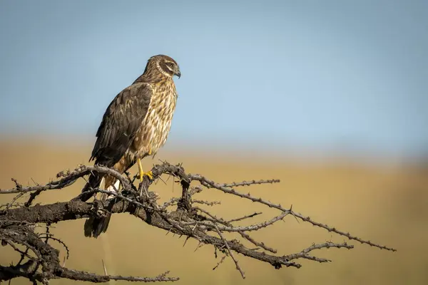 Falena Palude Africana Appollaiata Ramo Nudo — Foto Stock