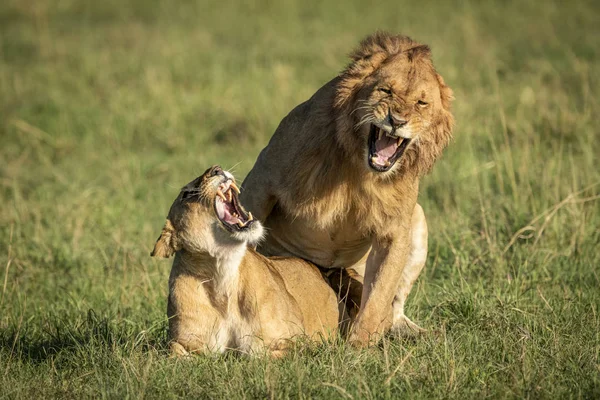 Des Lions Mâles Femelles Rugissent Pendant Accouplement Parc National Serengeti — Photo