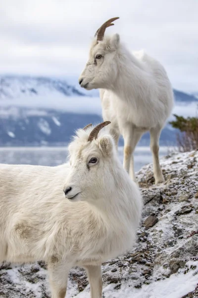 Dall Sheep Ewes Wild Nature Winter Chugach Mountains Alaska United — Stock Photo, Image