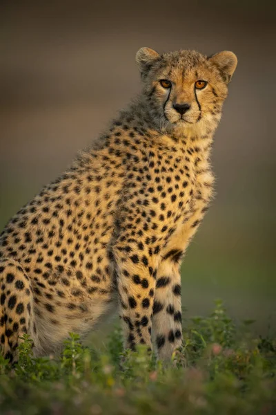 Closeup View Majestic Cheetah Wild Nature — Stock Photo, Image