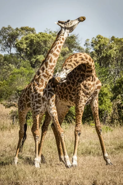 Scenic View Masai Giraffes Wild Nature Preserve — Stock Photo, Image