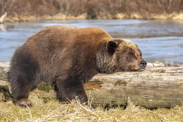 美国阿拉斯加州波蒂奇 阿拉斯加野生动物保护中心 一只雌性棕熊或厄索斯拱形动物栖息在漂浮的木柴上 背景是一个池塘 — 图库照片