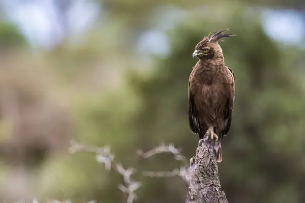 Long Crested Eagle Lophaetus Occipitalis Perched Dead Snag Ndutu Area — Stock Photo, Image