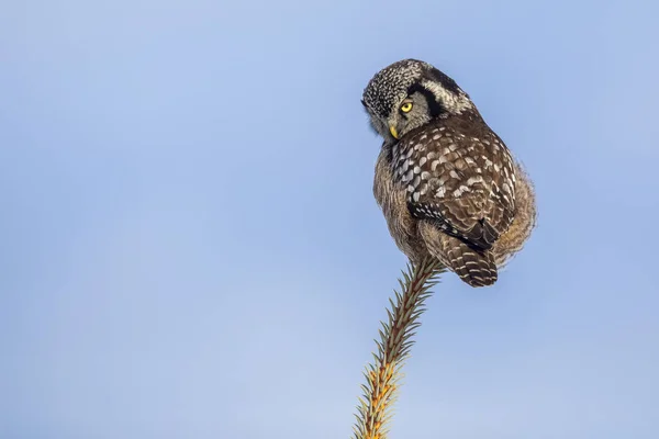Malowniczy Widok Zboczy Northern Hawk Owl Drzewie — Zdjęcie stockowe