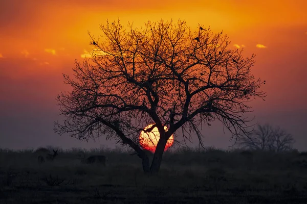 Dramatyczny Zachód Słońca Słońcem Drzewem Sylwetki Niebo Świecące Czerwony Żółty — Zdjęcie stockowe