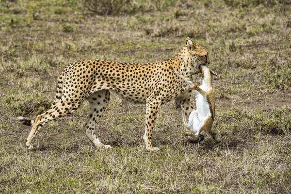 Ženská Gepard Přetáhne Čerstvě Zabitý Thomson Gazelle — Stock fotografie