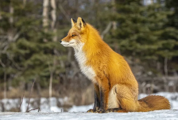 Bella Volpe Rossa Con Pelo Maestoso Neve Invernale Foresta — Foto Stock