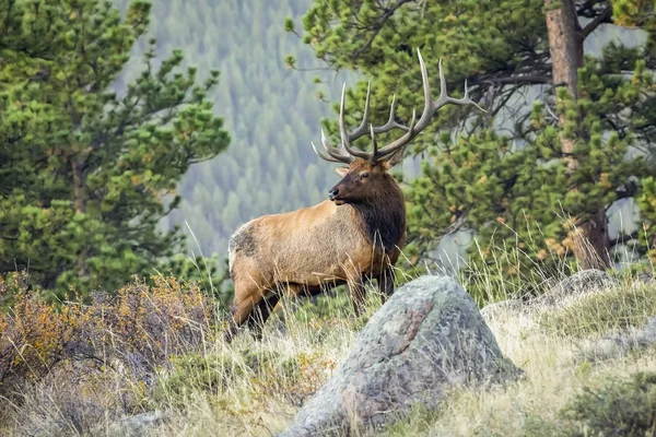 Scenic View Majestic Beautiful Elk Wild Nature — Stock Photo, Image