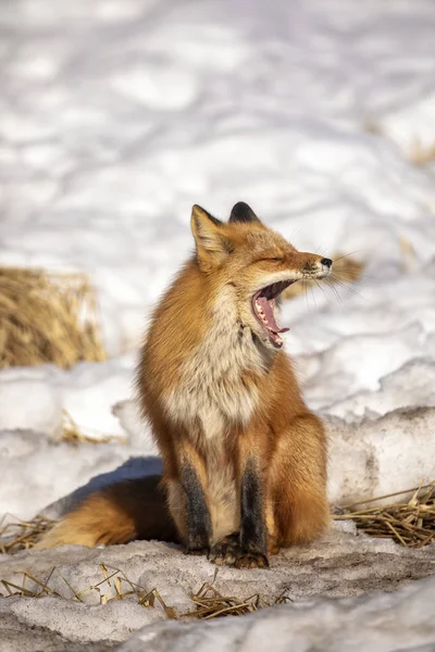 Beautiful Red Fox Majestic Fur Winter Snow Forest — Stock Photo, Image