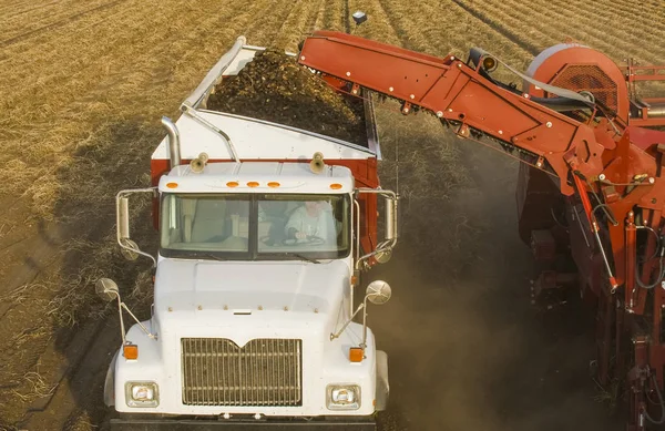 Картопляний Коник Збирає Завантажує Вантажівку Картоплею Поблизу Голландії Манітоба Канада — стокове фото