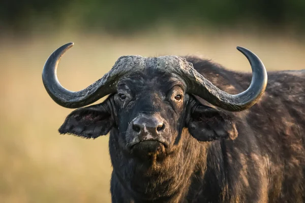 Close Búfalo Cabo Syncerus Caffer Olhando Para Câmera Parque Nacional — Fotografia de Stock