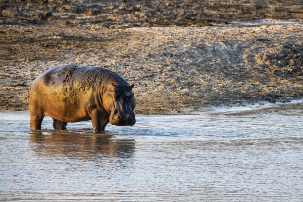 Vue Panoramique Majestueux Mignon Hippopotame Dans Nature Sauvage — Photo