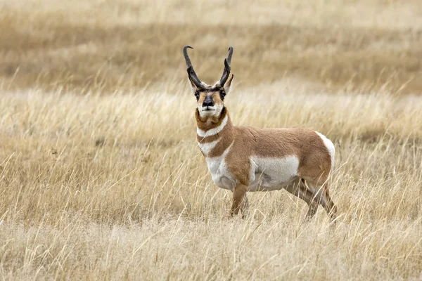 Antelope Buck Campo Hierba Durante Rutina Dakota Del Sur Estados — Foto de Stock