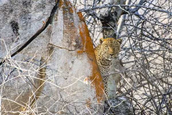 Scenic View Majestic Leopard Wild Nature — Stock Photo, Image