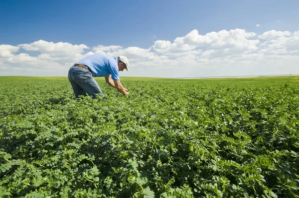 Kincaid Saskatchewan Kanada Yakınlarındaki Bir Nohut Tarlasını Inceleyen Bir Çiftçi — Stok fotoğraf