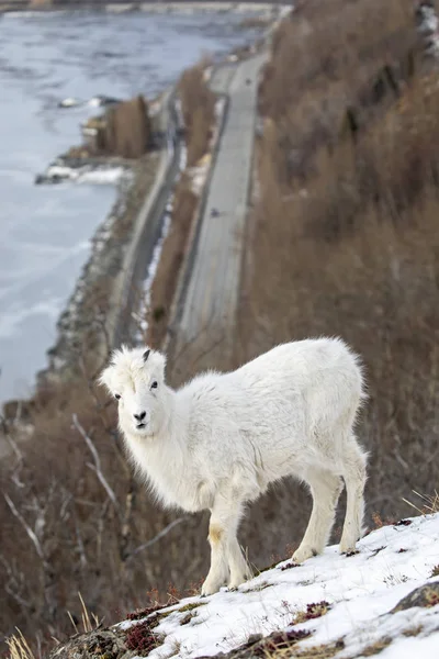 Young Dall Sheep Ovis Dalli Looking Camera High Hillside Overlooking — Stock Photo, Image