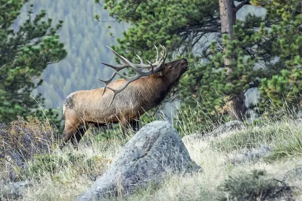 Scenic View Majestic Beautiful Elks Wild Nature — Stock Photo, Image